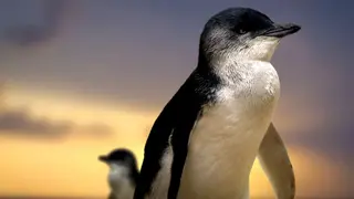 Poster for Penguin Island