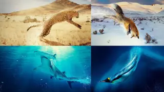 Poster for A Year on Planet Earth