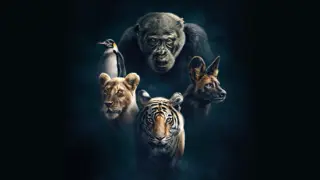 Poster for Dynasties