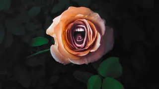 Poster for Roar