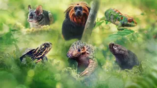 Poster for Big Little Journeys