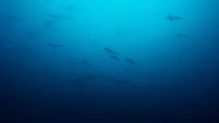 Poster for Oceans