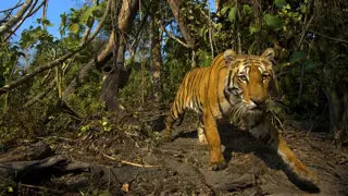 Poster for Lost Land of the Tiger