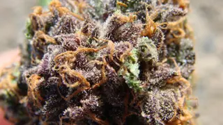 Poster for Cannabis: What's the Harm?