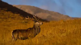 Poster for Highlands: Scotland's Wild Heart