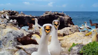 Poster for Galapagos 3D with David Attenborough