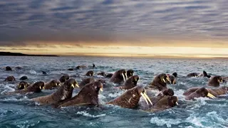 Poster for Great Migrations