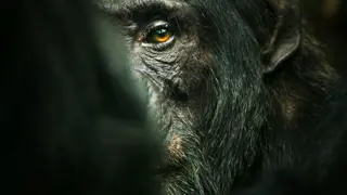 Poster for Chimp Empire